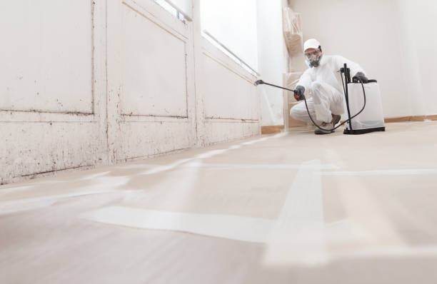 Trusted Black Mold Removal service in Allendale, NJ - WQB Mold Removal